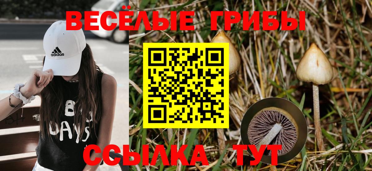 где купить   Галлюциногенные грибы мицелий  Вход с VPN  Березники 